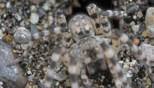 Arctosa cinerea